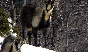 Foto: www.parcoabruzzo.it 