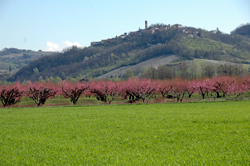 Alberi di pesco nella campagna intorno a Tortona