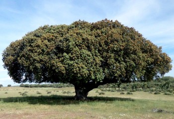 Campo Charro quercia