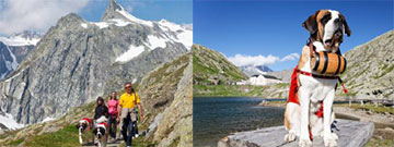 Passeggiata in compagnia dei San Bernardo 4 (©Iris Kürschner, www.powerpress.ch)