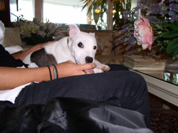 Fido in attesa della floriterapia