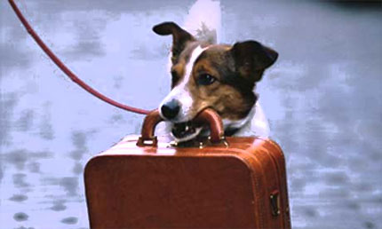 In viaggio con cane e gatto, più facile all'estero