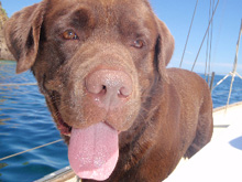 Anche fido diventa velista 4 Anche fido diventa velista