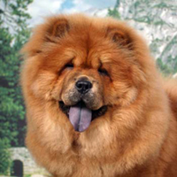 Un patentino per capire il proprio cane. Sapevate che... 1 Un patentino per capire il proprio cane. Sapevate che...
