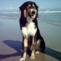 Amici degli animali, anche in vacanza 1 Amici degli animali, anche in vacanza