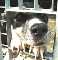 Trovatello in rifugio (Foto: Lega nazionale per la difesa del cane)