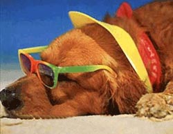 Anche i cani sul lettino. Sapevate che...