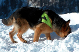 Fiuto per il soccorso