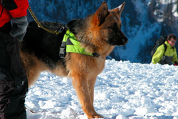 Pronto per la ricerca