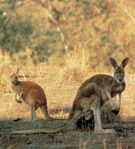 Canguri (foto: Southaustralia.com)