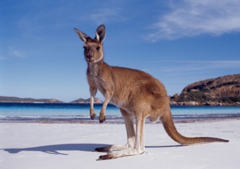 Canguro Australia