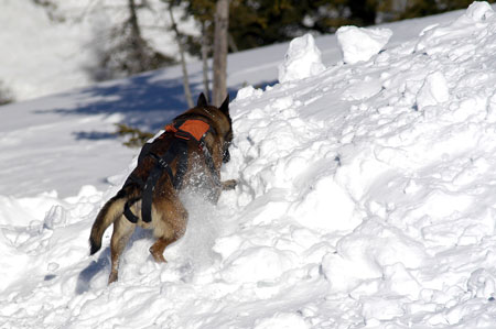 Nella neve la salvezza è a "quattro zampe" 1 Nella neve la salvezza è a "quattro zampe"