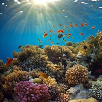 Allarme per le barriere coralline dei Caraibi