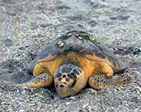 Una giornata con le tartarughe Caretta caretta