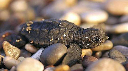 La tartaruga Caretta caretta torna a Lampedusa