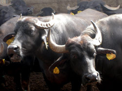 “Campania Felix” tra monumenti, arte, cultura e mozzarella 12 Buffalo Tour
