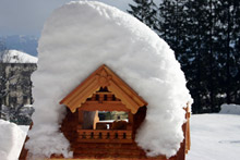 Sulle Dolomiti con gli uccellini