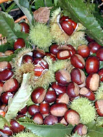 Castegne, mille e una sagra