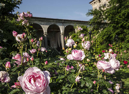 Lo spettacolo delle rose a due passi da Brescia 4 Lo spettacolo delle rose a due passi da Brescia