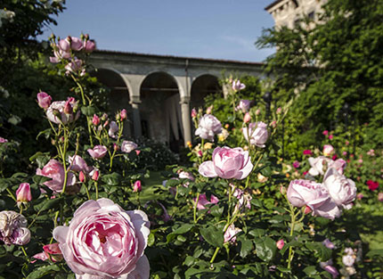 Lo spettacolo delle rose a due passi da Brescia