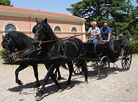 Cavalli murgesi al trotto