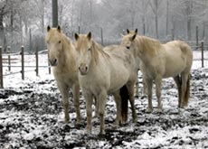 Cavalli nel Parco del Ticino