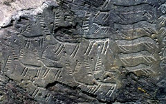 incisioni rupestri Uno dei massi di Cemmo, su cui sono incisi esemplari di cervidi e bovidi (Soprintendenza per i Beni Archeologici della Lombardia)