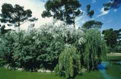 Vegetazione tipica della pineta di Cervia. 
