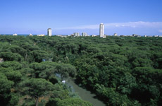 Veduta aerea della pineta di Cervia.