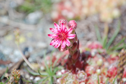 Un minuscolo fiore rosa incontrato lungo il sentiero