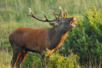 Seguendo il bramito dei cervi