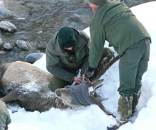 Salvato un cervo in Val Chisone 4 Il recupero del cervo dal greto del torrente Chisone