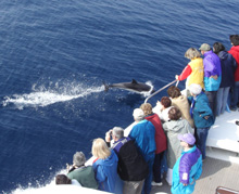 Il tuffo di un delfino