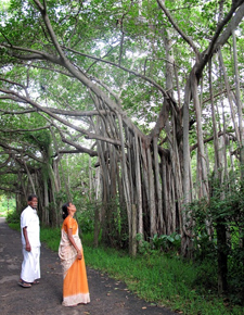 Il gigantesco albero del fico d'India