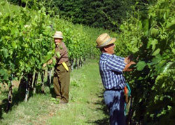 Vigneti di Chianti Rufina