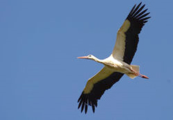 L'elegante volo di una cicogna