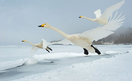 Candidi cigni spiccano il volo