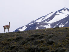 Le Ande in Cile con fauna guanaco