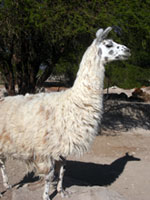 Lama cileno