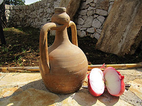 La cipolla rossa di Acquaviva delle Fonti