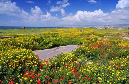 Cipro in primavera
