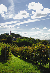 Colline e vigneti