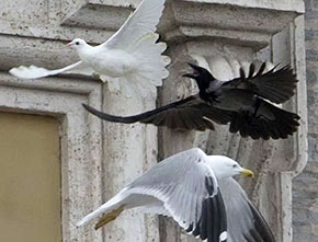 La colomba del Papa aggredita dal corvo e dal gabbiano