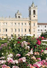 Colorno torna nel segno del giglio 4 Colorno torna nel segno del giglio