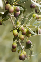 olive Foto: © Claudio Amadei/archivio Comincioli 