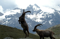 Sogni e risvegli nel Parco del Gran Paradiso 4 Sogni e risvegli nel Parco del Gran Paradiso
