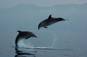 Una coppia di tursiopi nel mare della Riviera di Ponente. (F. Fossa_Delfini Metropolitani_Acquario di Genova) 