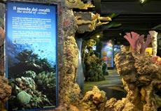 La nuova area espositiva dedicata al mondo dei coralli