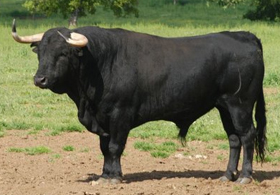 "Corridas y Toro" (correggendo Santoro)