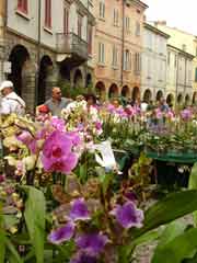 Piante e animali perduti a Guastalla